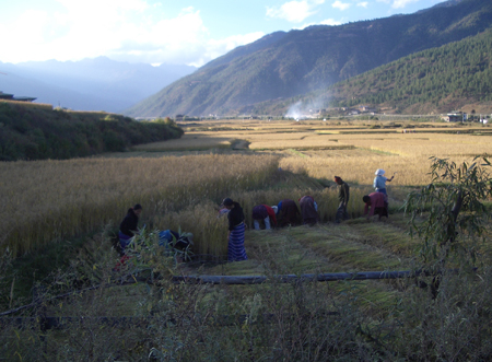 Harvesting rice